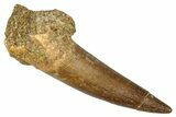 Fossil Plesiosaur (Zarafasaura) Tooth - Morocco #344224-1